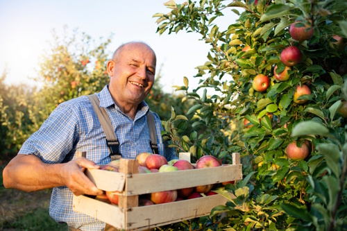farmer holding freshly harvested apples representing farm-to-table culinary journeys